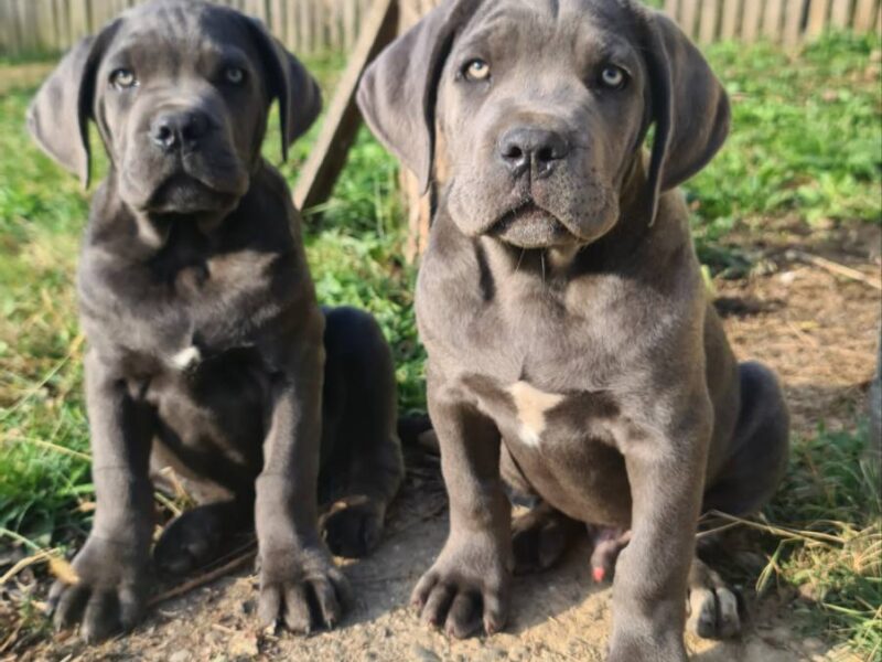 CANE CORSO prelepi štenci