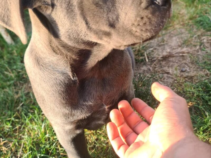 CANE CORSO prelepi štenci