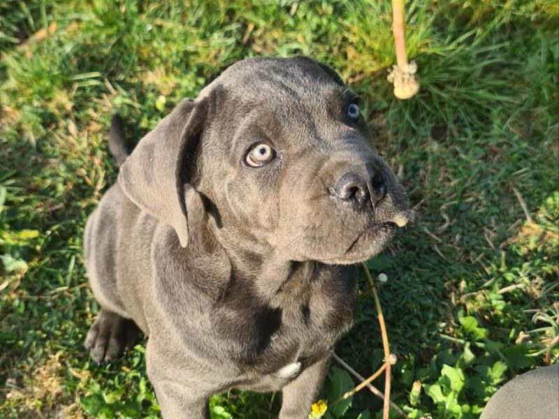 CANE CORSO prelepi štenci