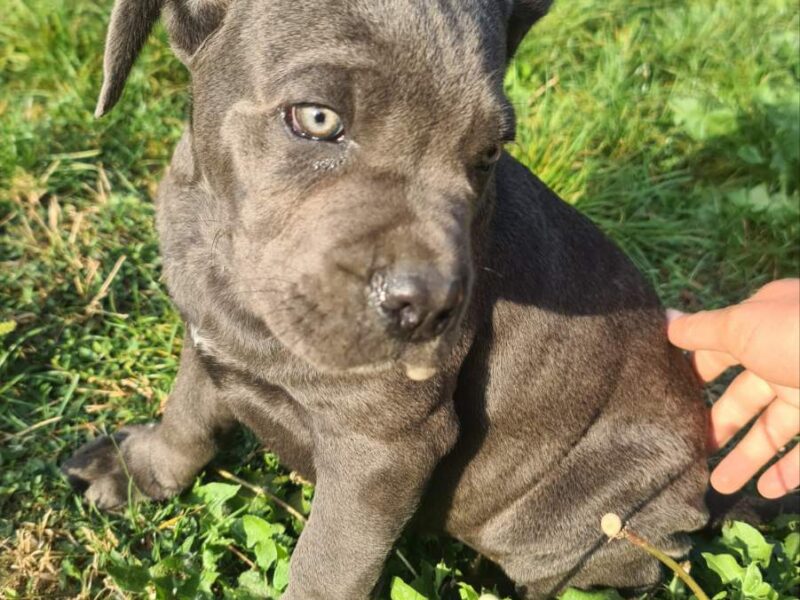 CANE CORSO prelepi štenci