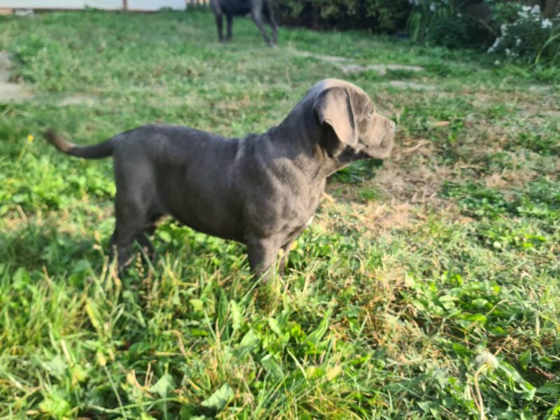 CANE CORSO prelepi štenci