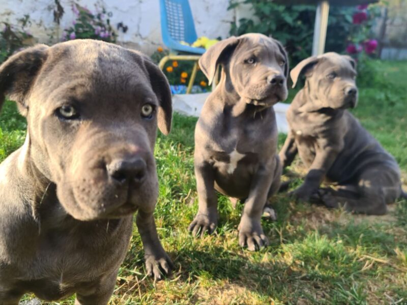 CANE CORSO prelepi štenci