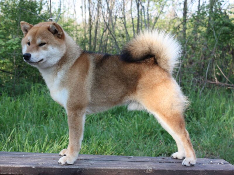 Shiba inu stenci