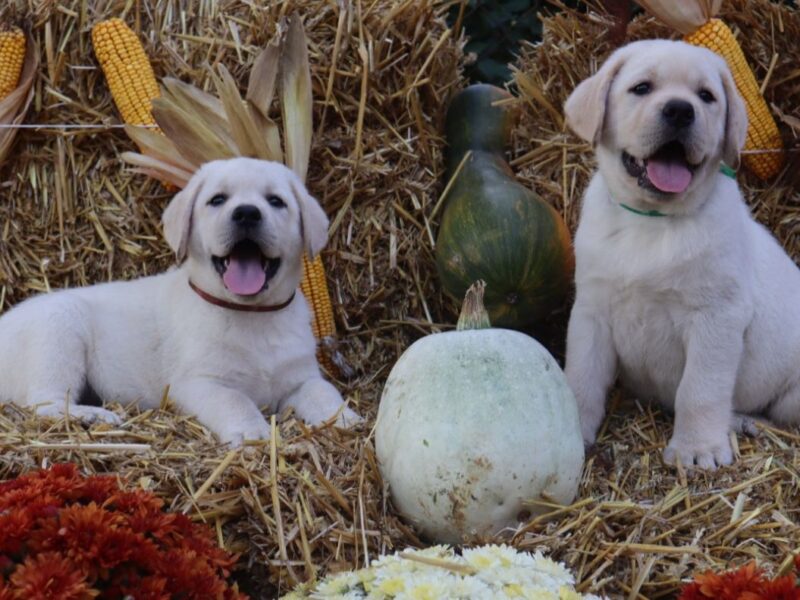 Labrador Retriver TOP PONUDA