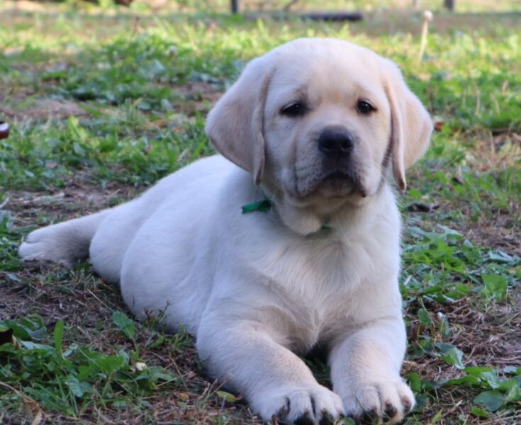 Labrador Retriver TOP PONUDA