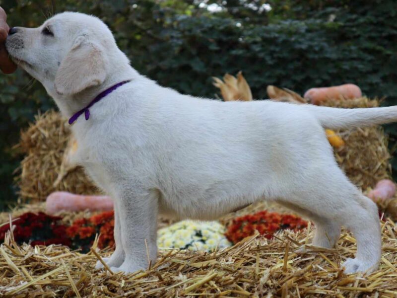 Labrador Retriver TOP PONUDA