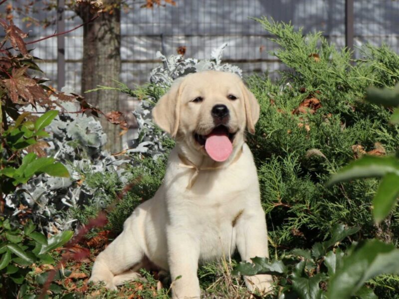 Labrador Retriver TOP PONUDA