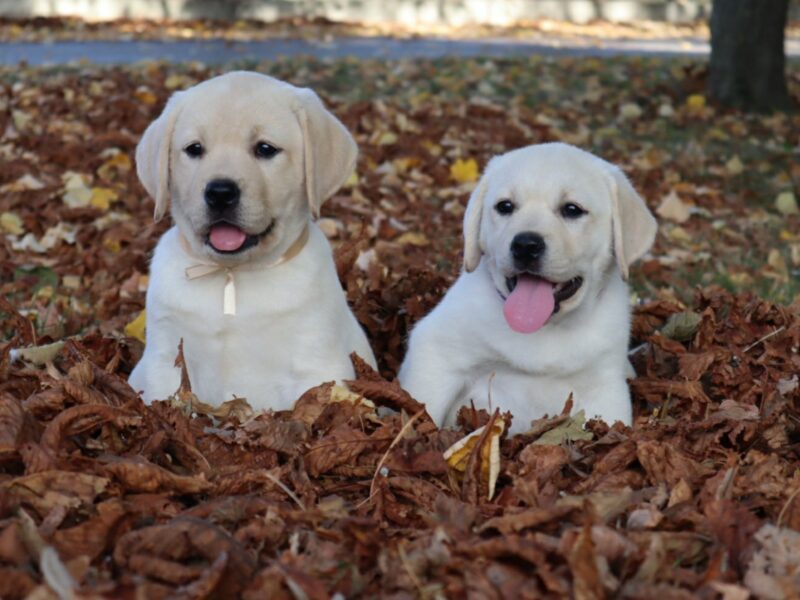 Labrador Retriver TOP PONUDA