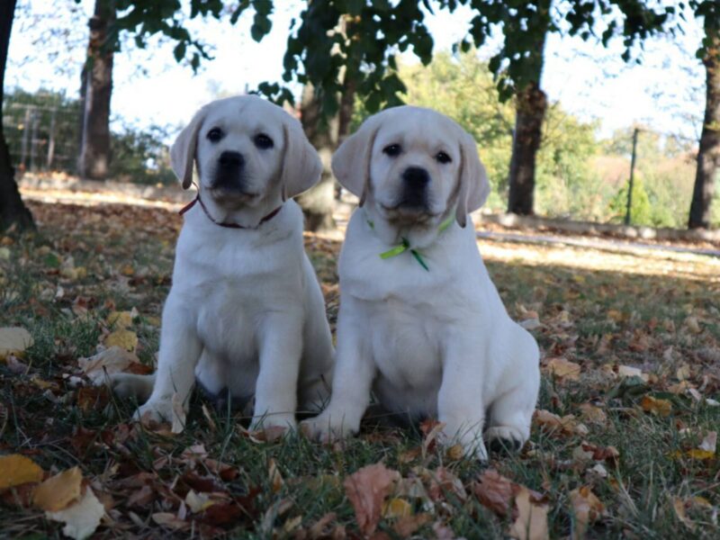 Labrador Retriver TOP PONUDA