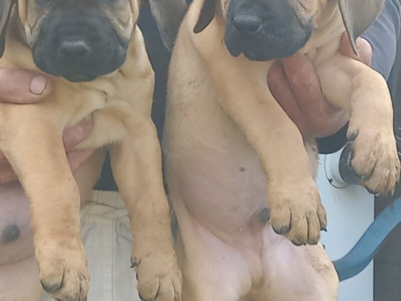 Presa Canario štenci