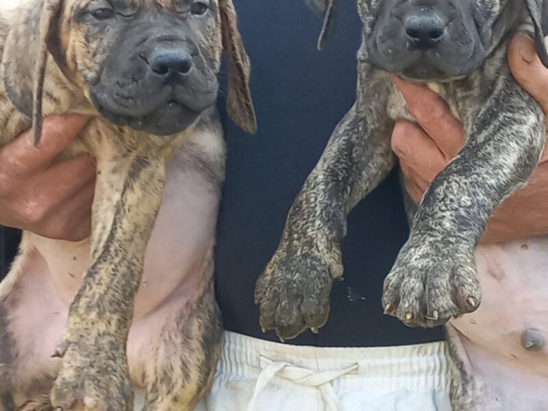 Presa Canario štenci