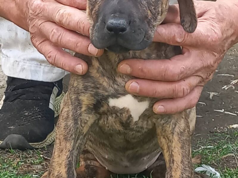 Presa Canario štenci