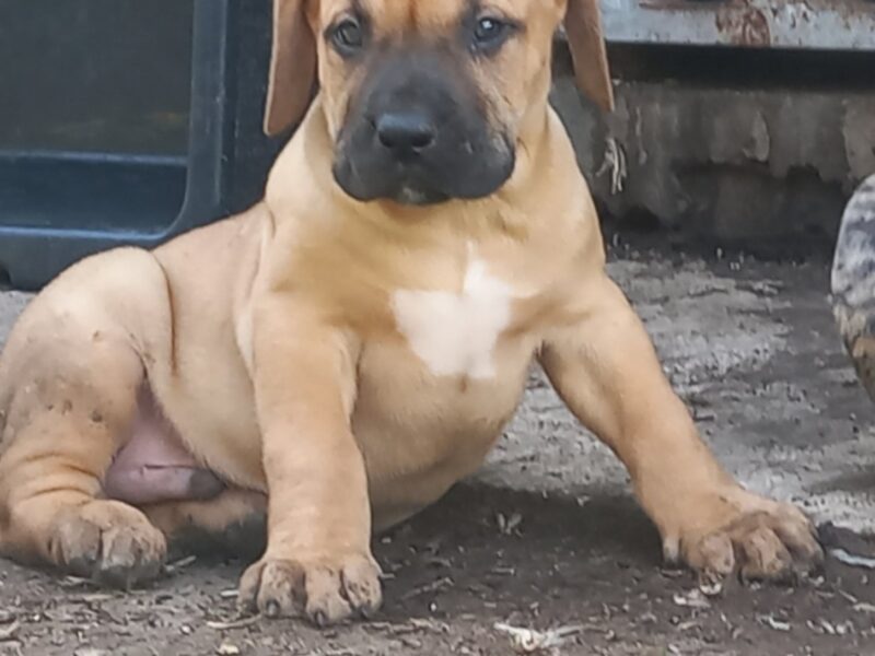 Presa Canario štenci