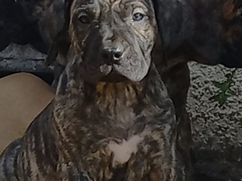 Presa Canario štenci