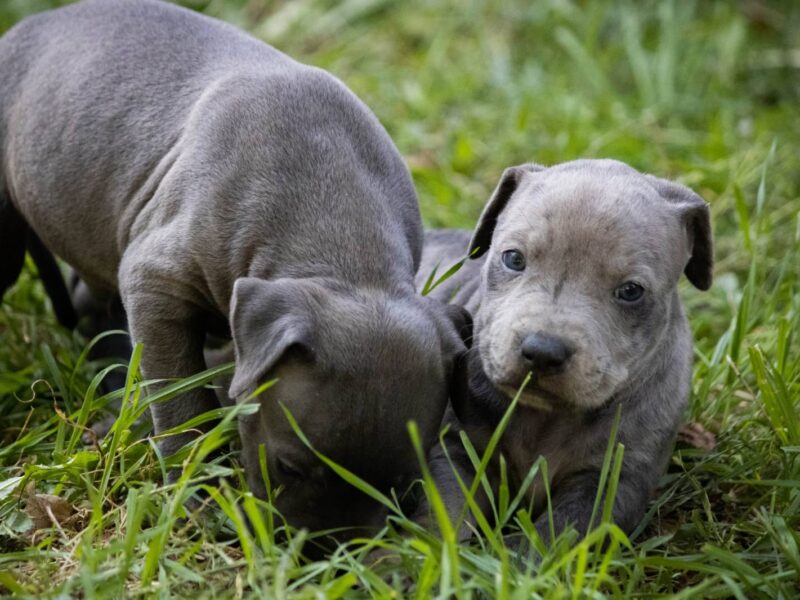 Američki pit bull terijer štenci