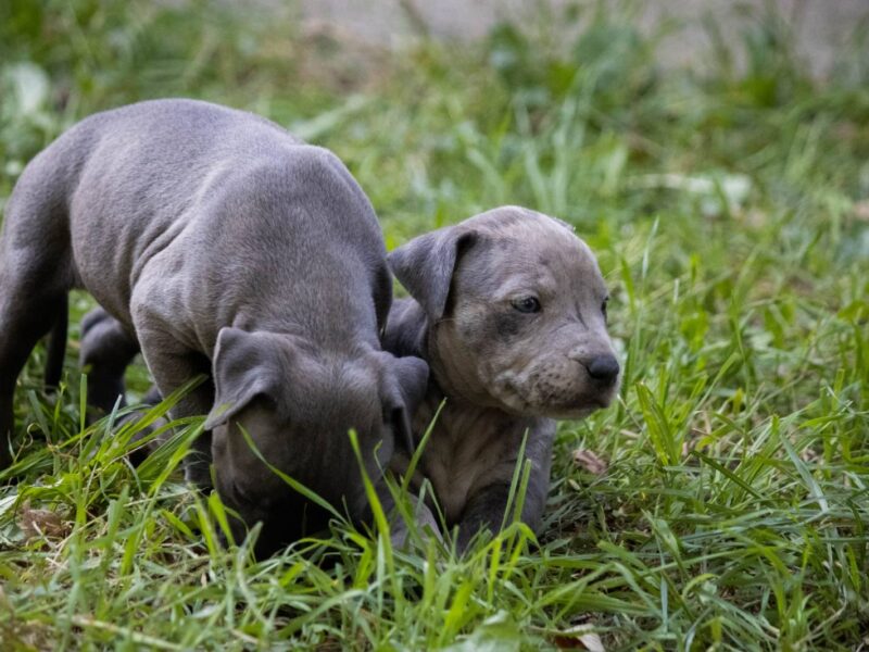 Američki pit bull terijer štenci