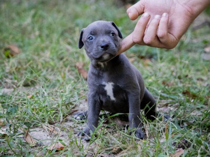 Američki pit bull terijer štenci