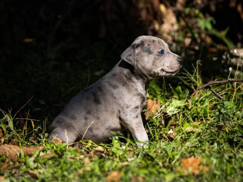 Američki pit bull terijer štenci