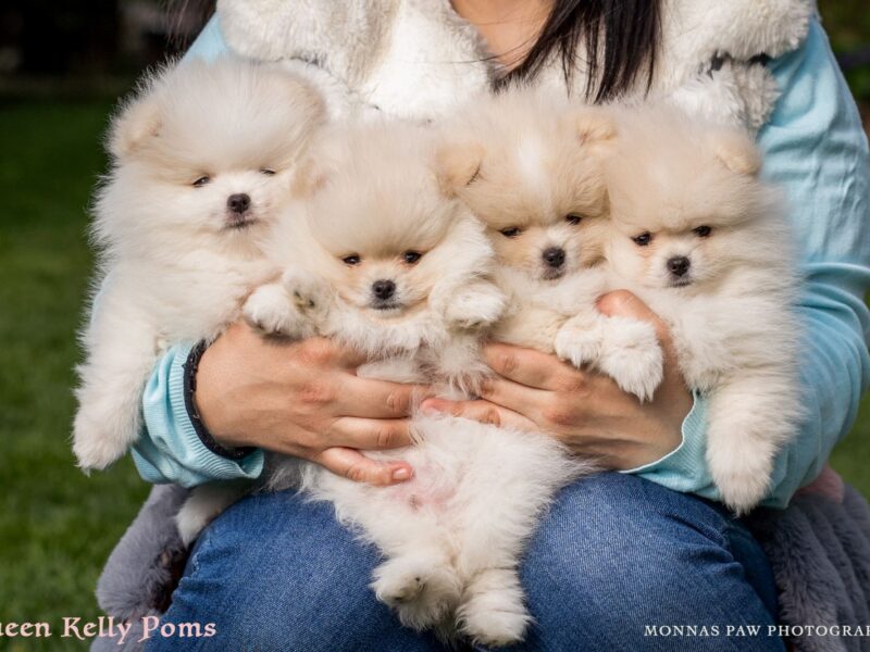 Pomeranci stenci, Pomeranac boo