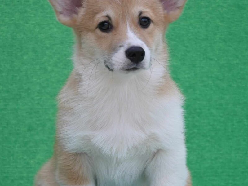 Velski korgi/Welsh Corgi Pembroke