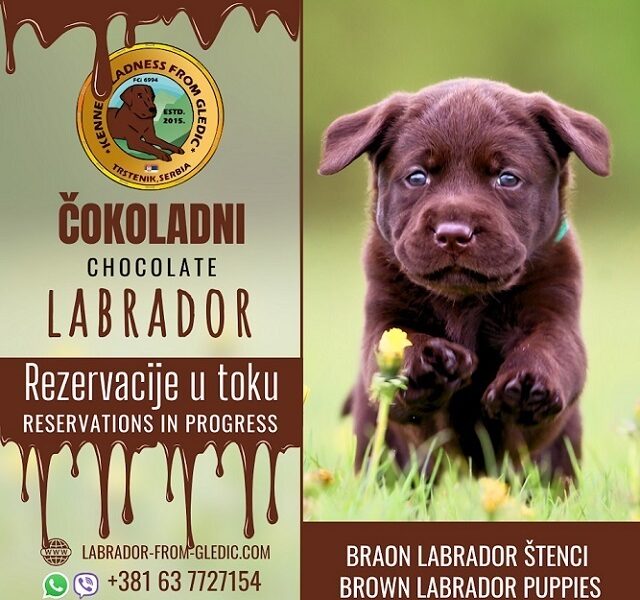 Braon Labrador