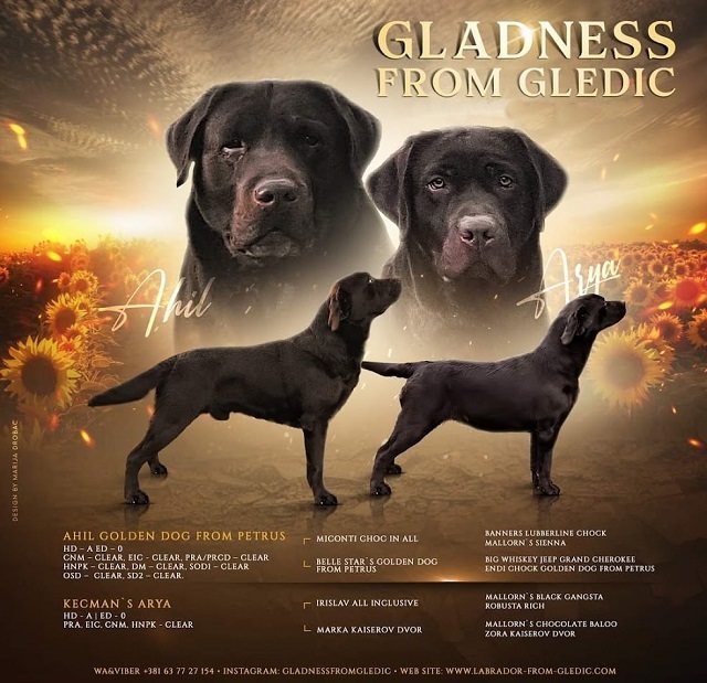 Braon Labrador