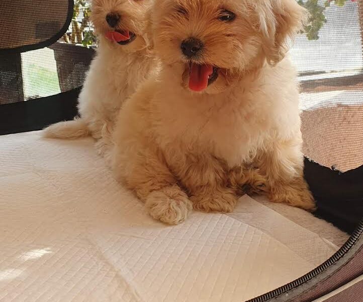 Maltipoo štenci