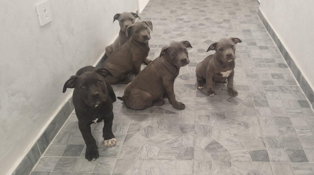 American Bully XL