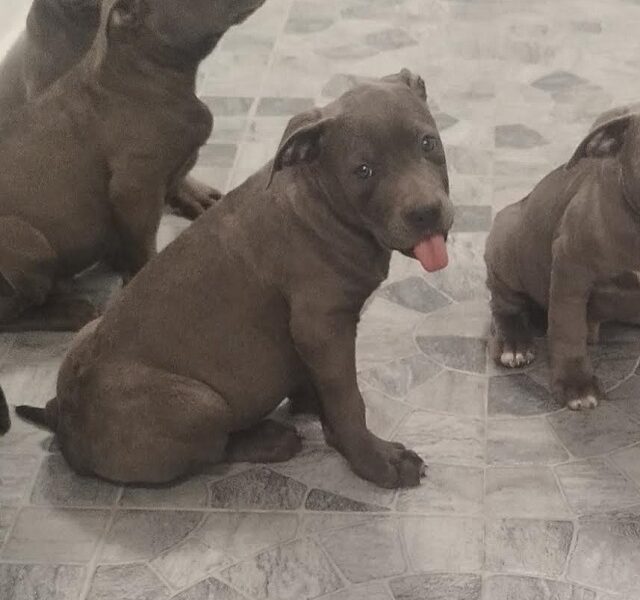 American Bully XL