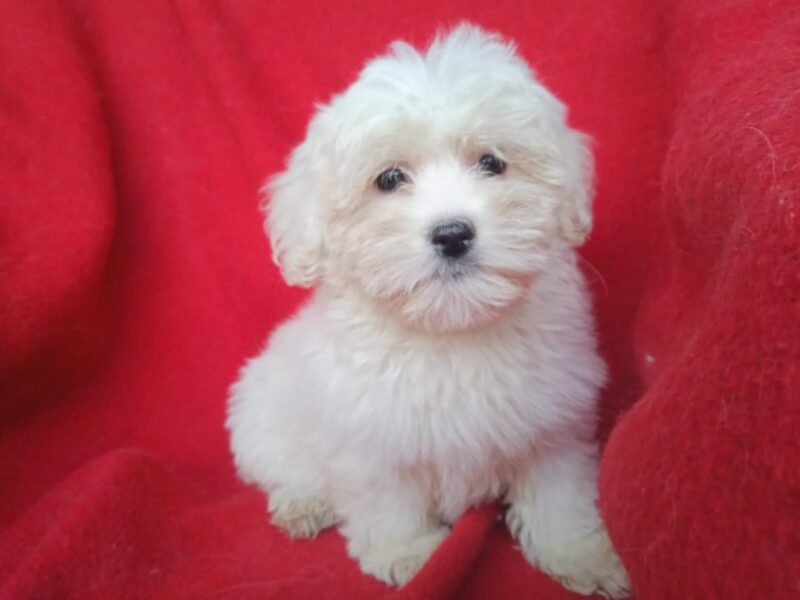 Štenci Coton de Tulear (Tulearski pas)