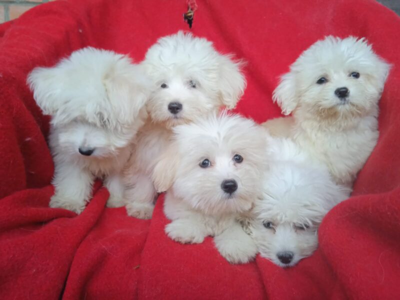 Štenci Coton de Tulear (Tulearski pas)