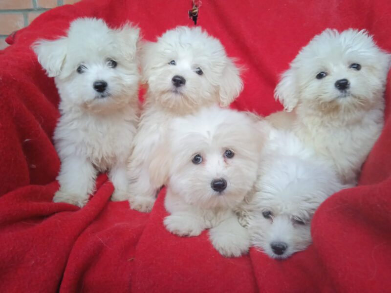 Štenci Coton de Tulear (Tulearski pas)