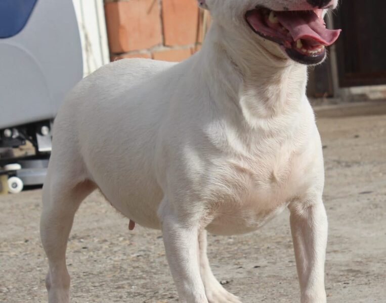 Mini Bull Terijer ženka