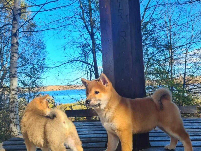 TOP Shiba inu stenci