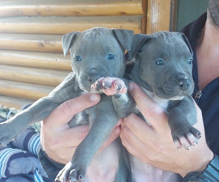 Pit bul (Blue nose) štenci