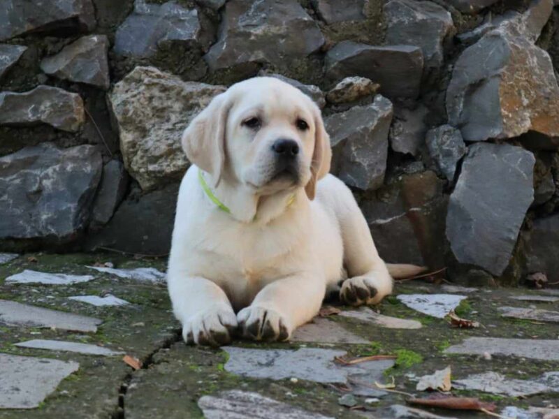 Labrador Retriver TOP PONUDA