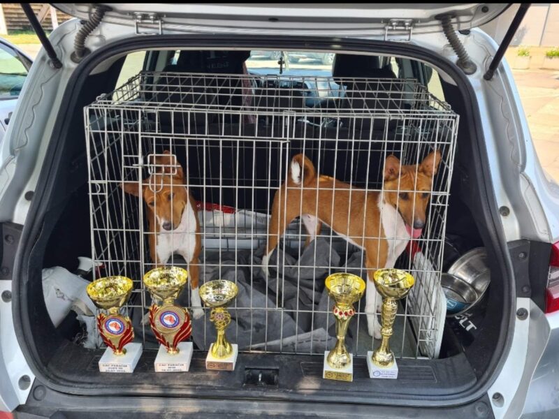 TOP Basenji stenci