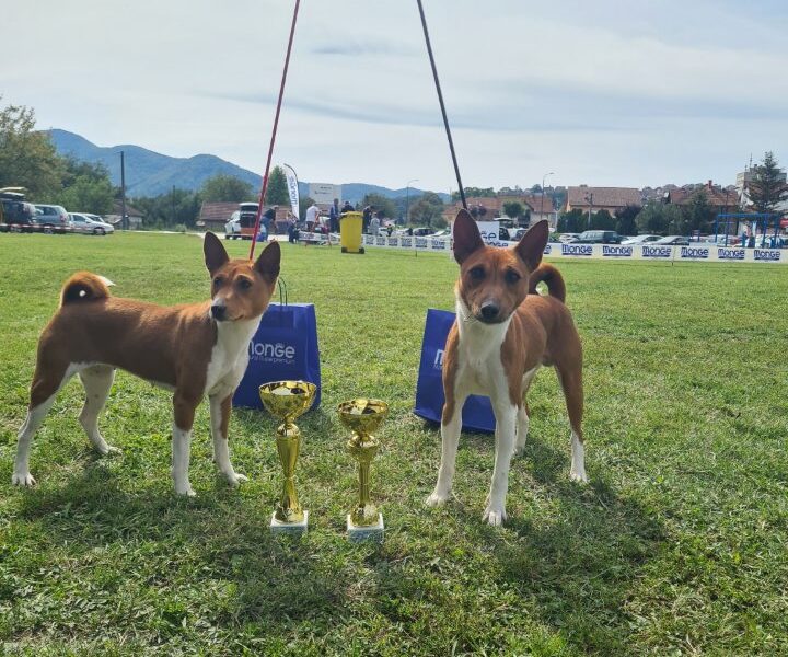 TOP Basenji stenci