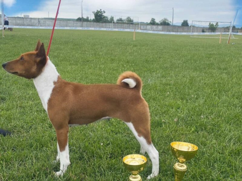 TOP Basenji stenci