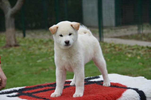 Šiba Inu ( shiba inu ) štenci