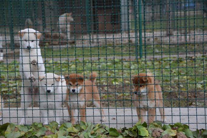 Šiba Inu ( shiba inu ) štenci