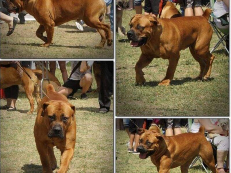 Juznoafricki mastif BOERBOEL-BURBUL