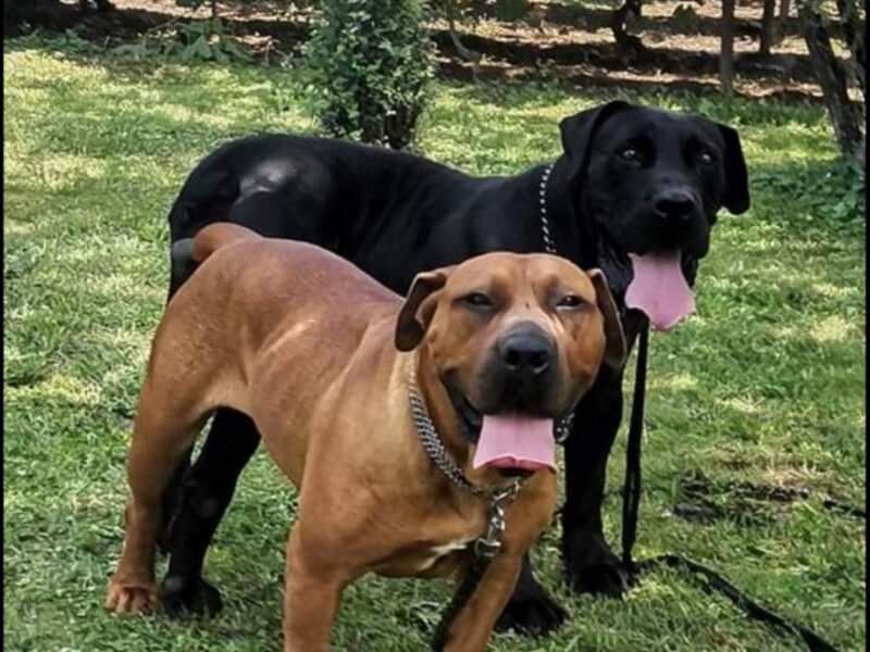 Juznoafricki mastif BOERBOEL-BURBUL