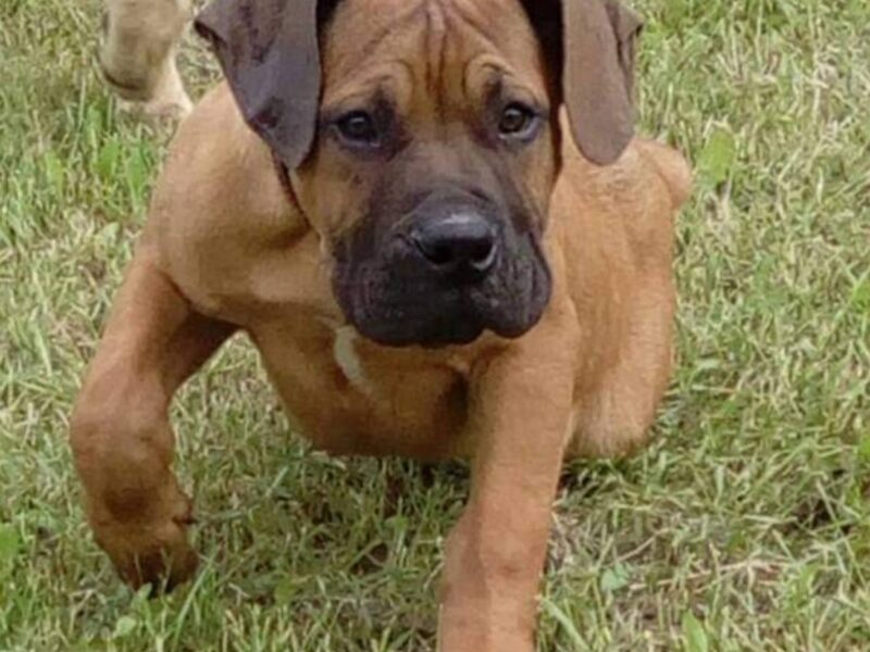 Juznoafricki mastif BOERBOEL-BURBUL