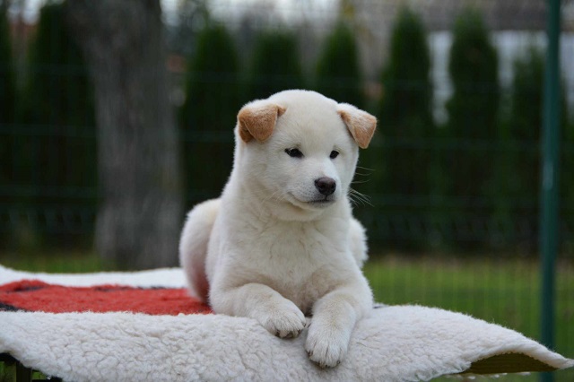 Šiba Inu ( shiba inu ) štenci