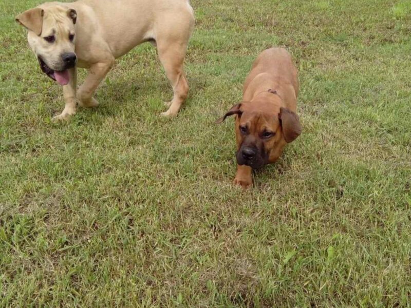 Juznoafricki mastif BOERBOEL-BURBUL