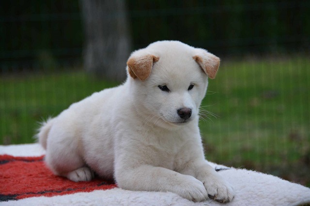 Šiba Inu ( shiba inu ) štenci