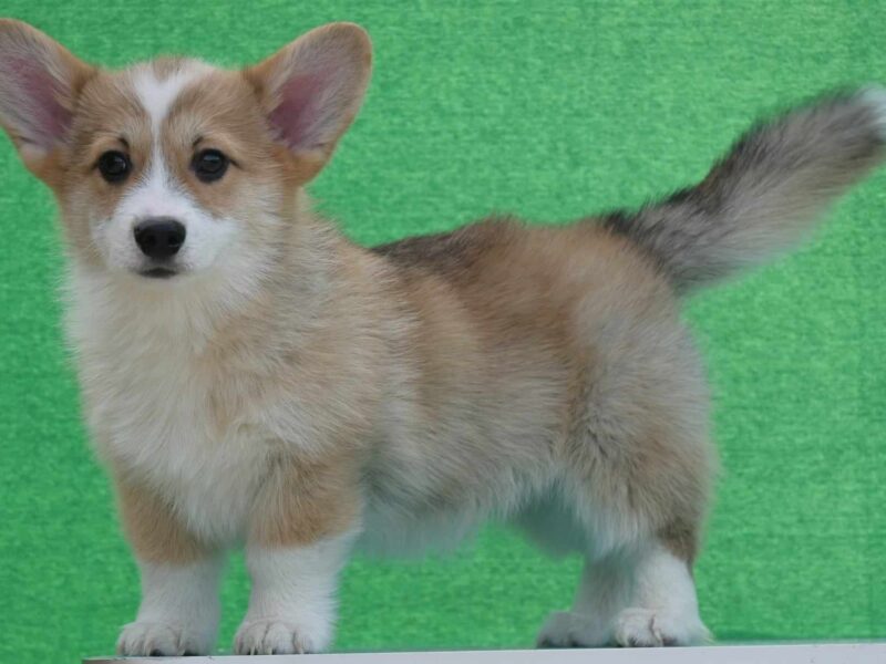 Velski korgi/Welsh Corgi Pembroke