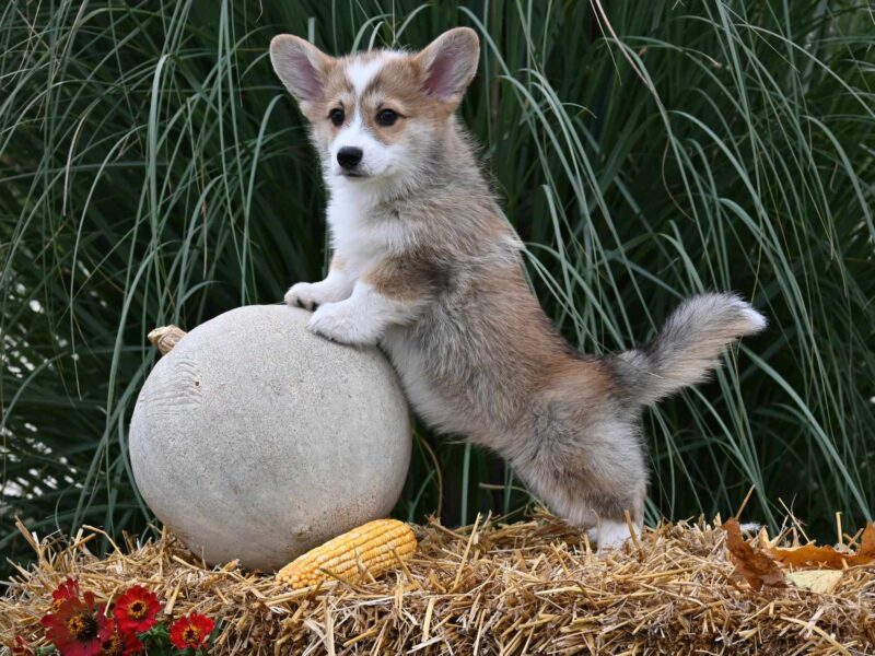 Velski korgi/Welsh Corgi Pembroke