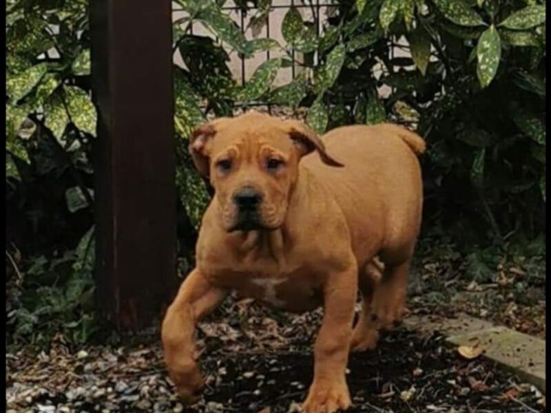 Juznoafricki mastif BOERBOEL-BURBUL